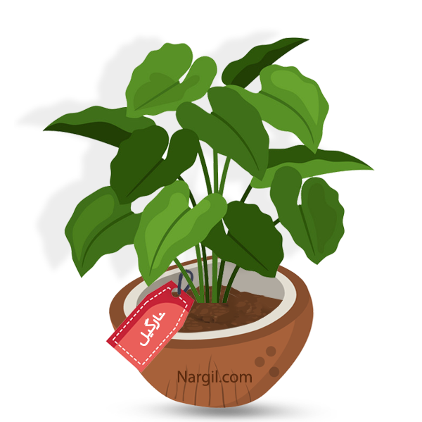  Nargil - Elephants Ear